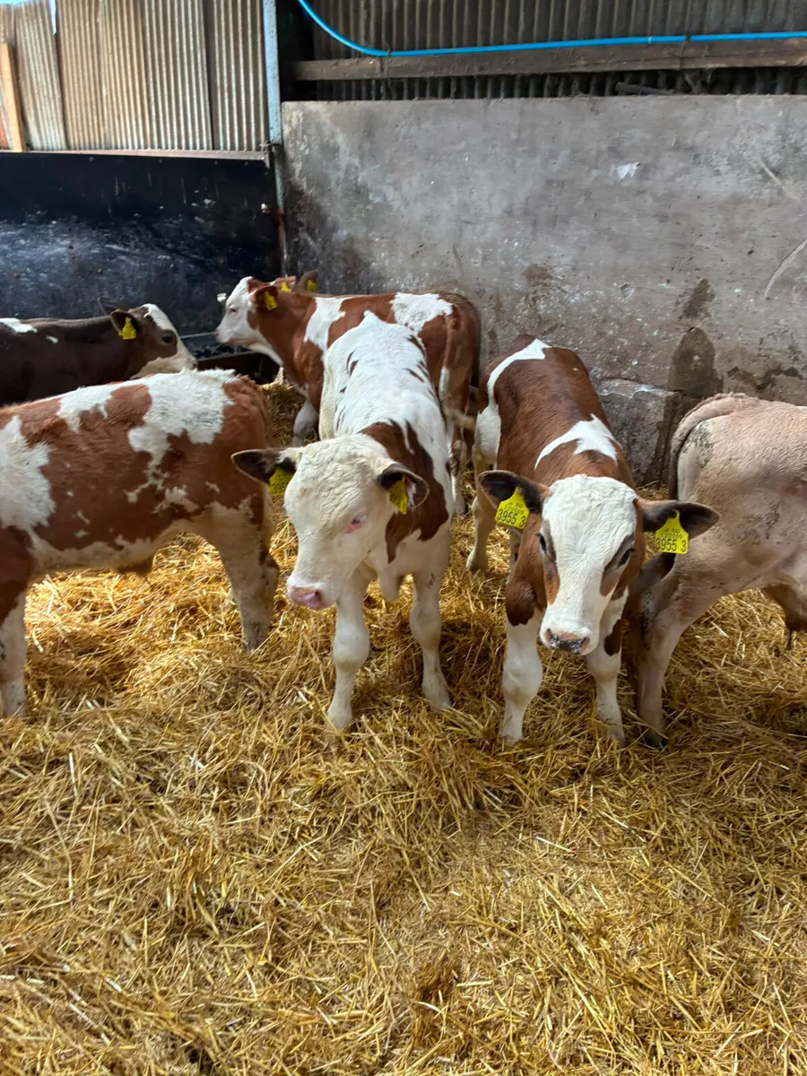 Charolais and Simmental bulls - Image 3