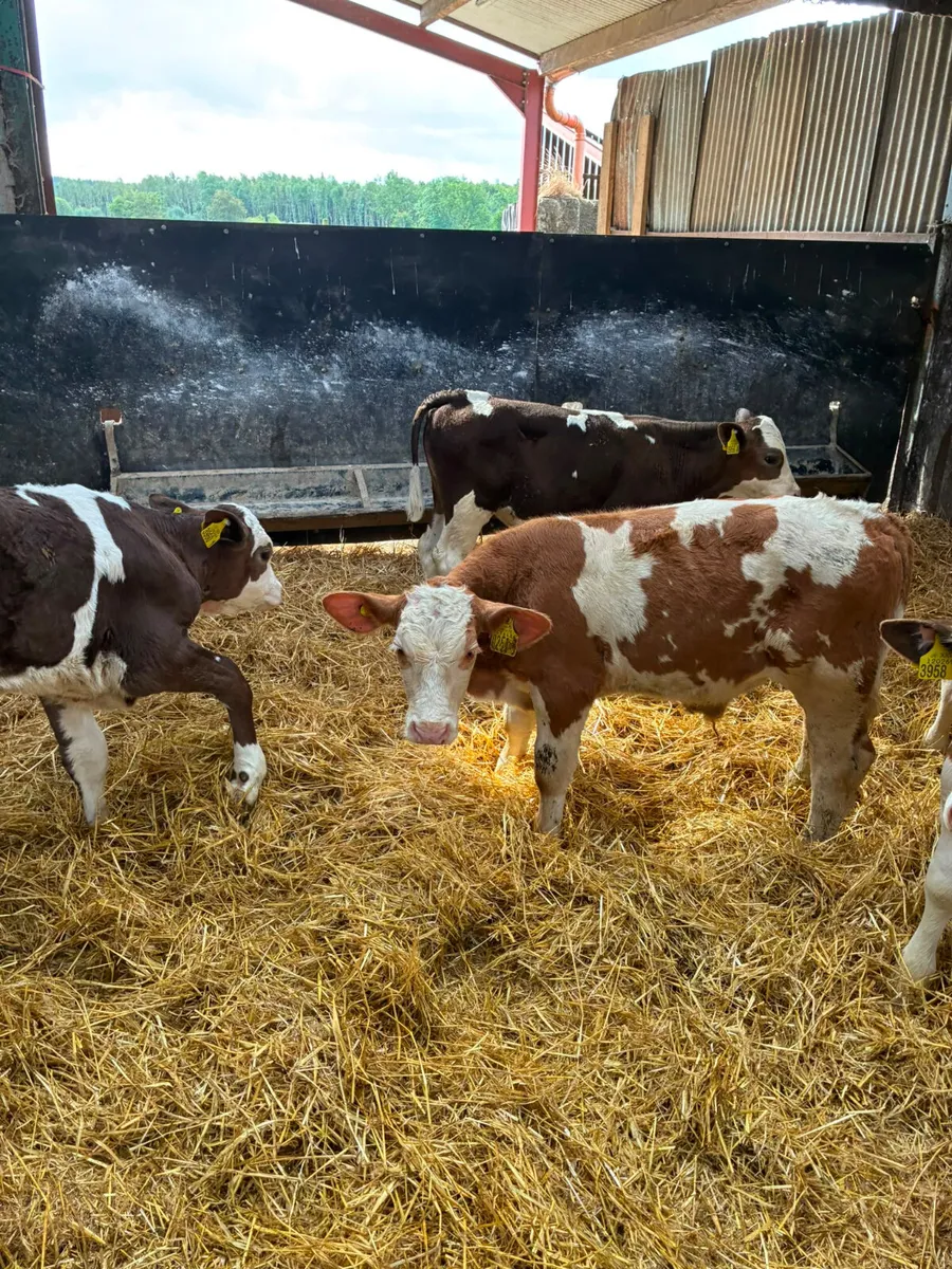 Charolais and Simmental bulls - Image 4