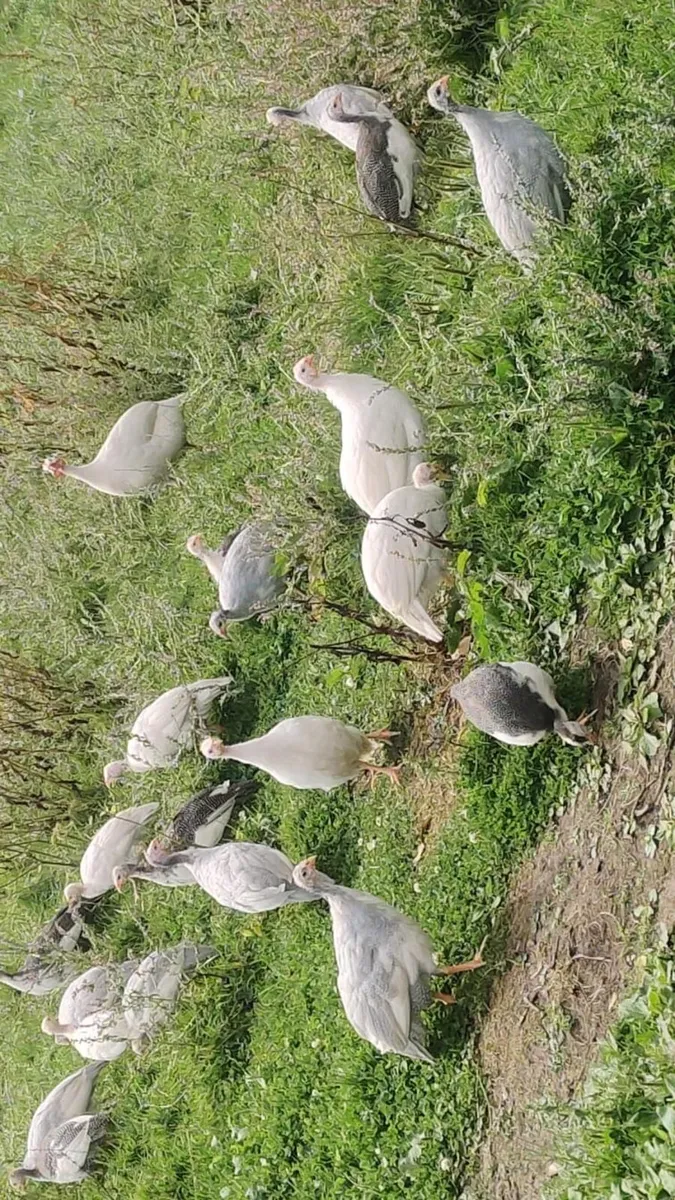 Guinea fowl - Image 1