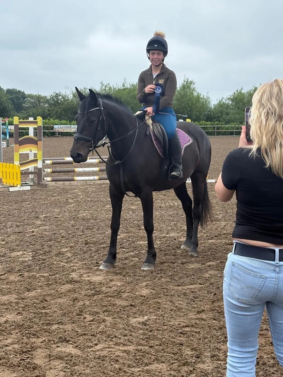 5 year old mare. Perfect allrounder - Image 1