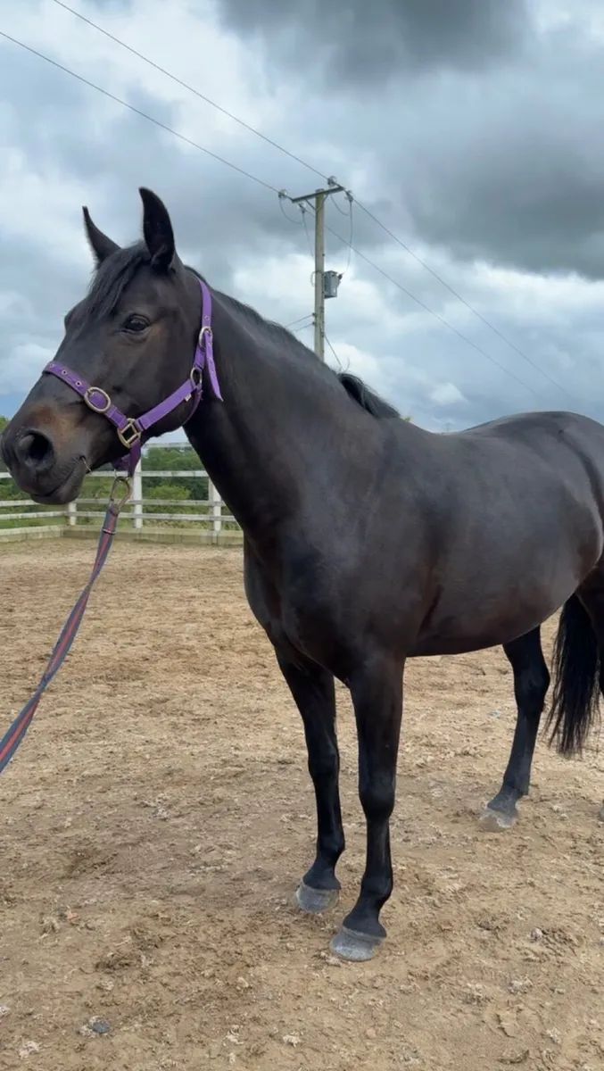 5 year old mare. Perfect allrounder - Image 2
