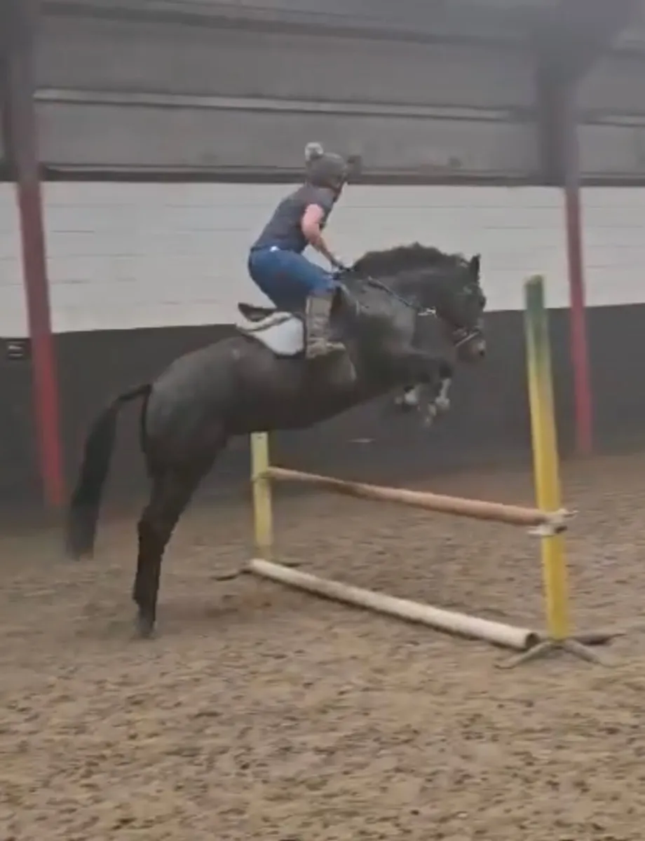 5 year old mare. Perfect allrounder - Image 3