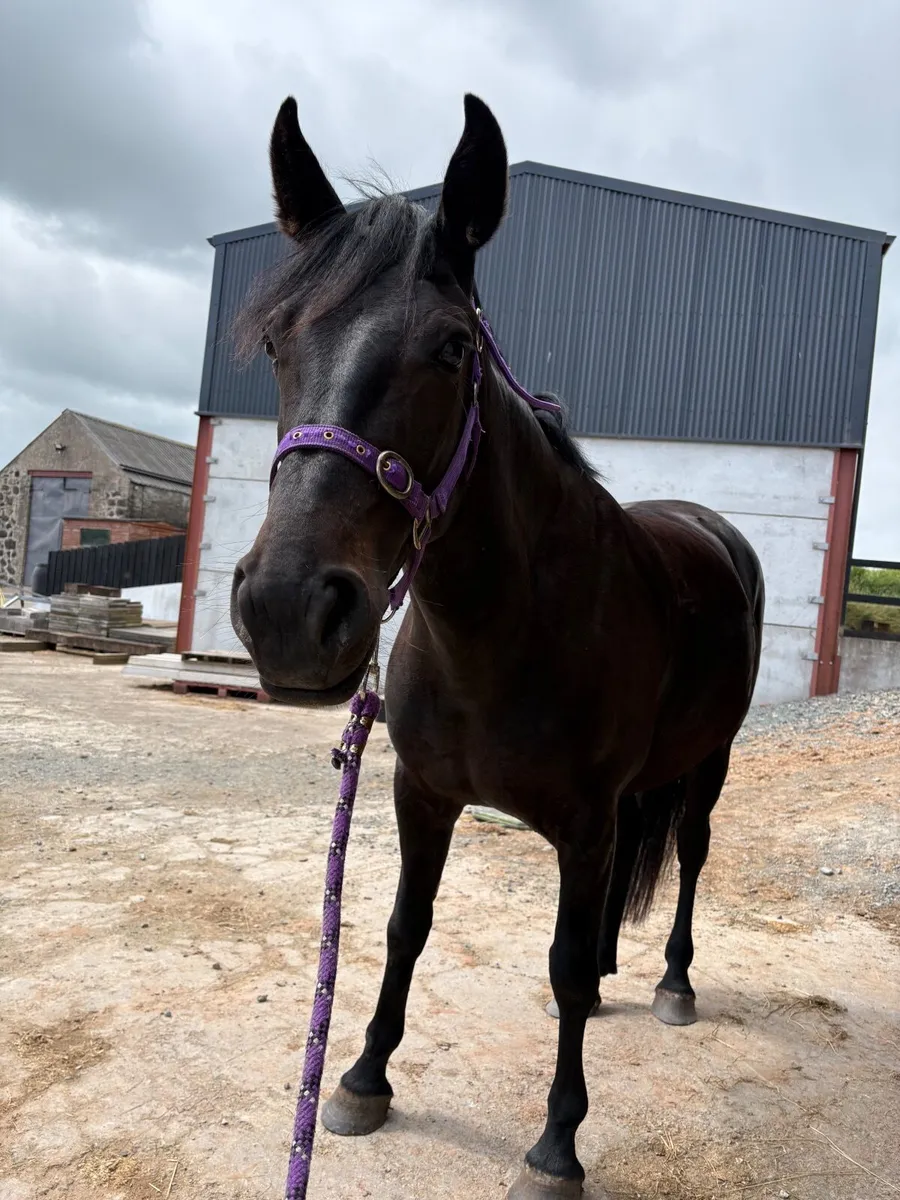 5 year old mare. Perfect allrounder - Image 4