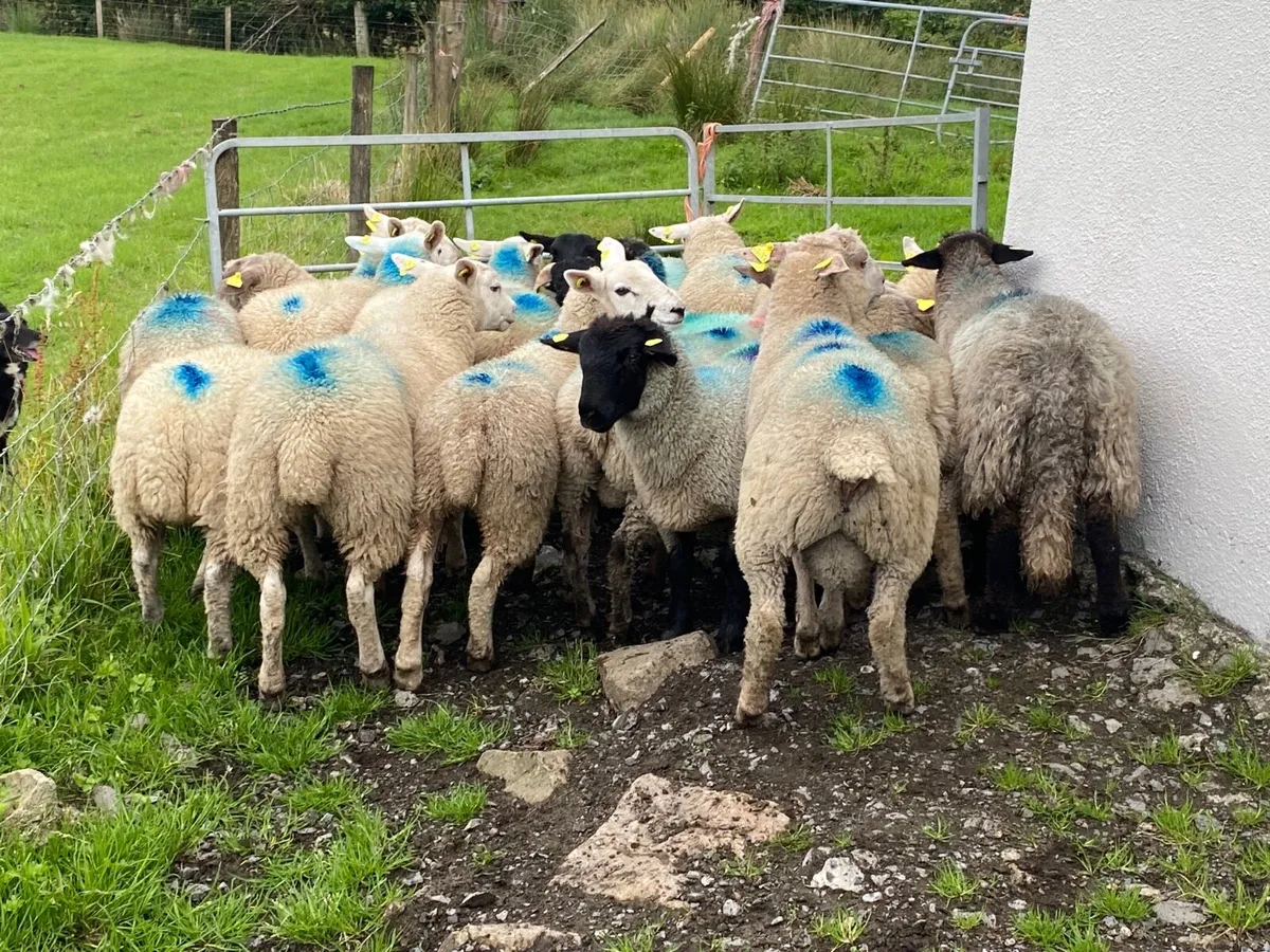 17 Super 35kg Store Lambs - Image 2