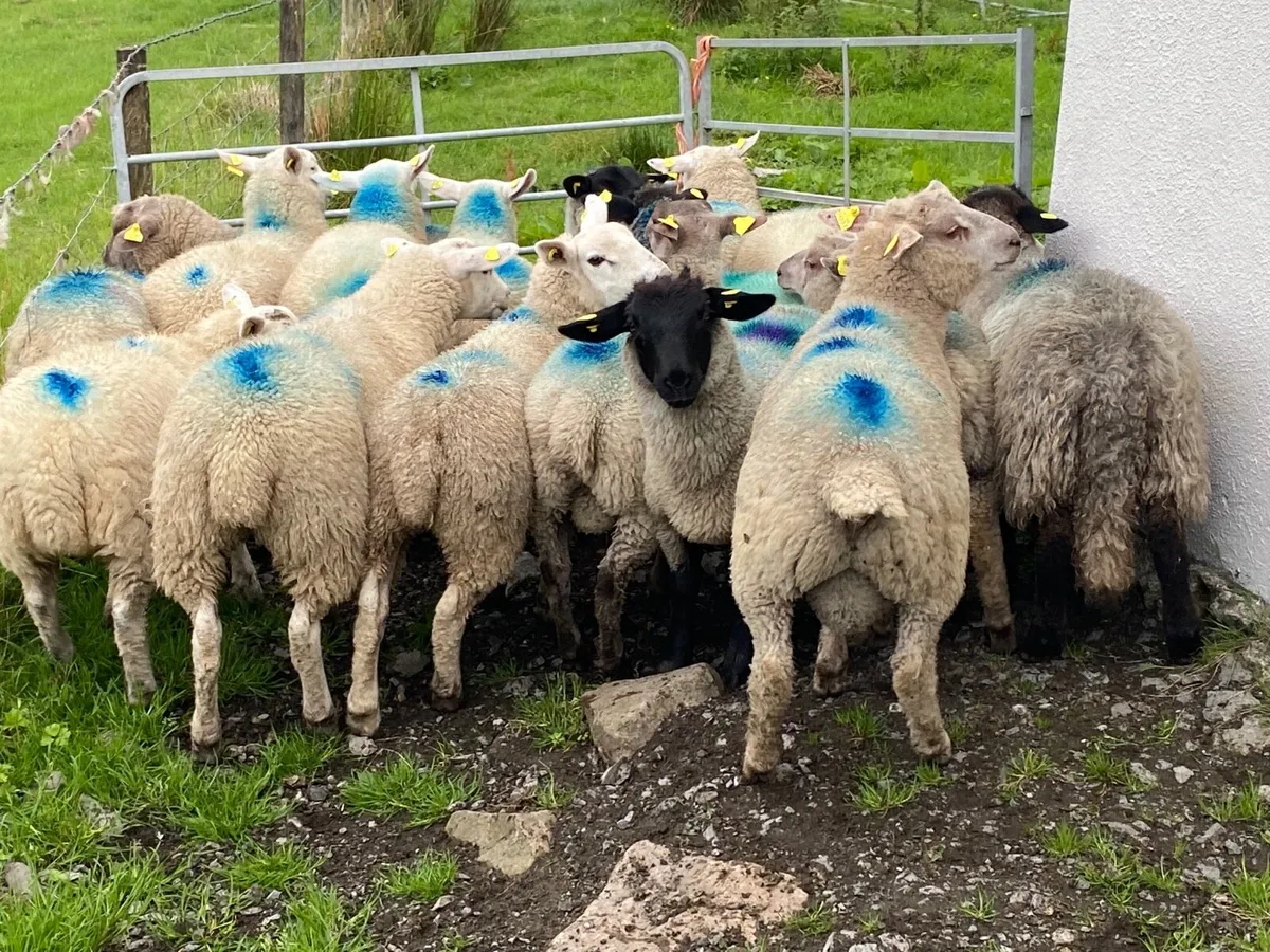 17 Super 35kg Store Lambs - Image 1