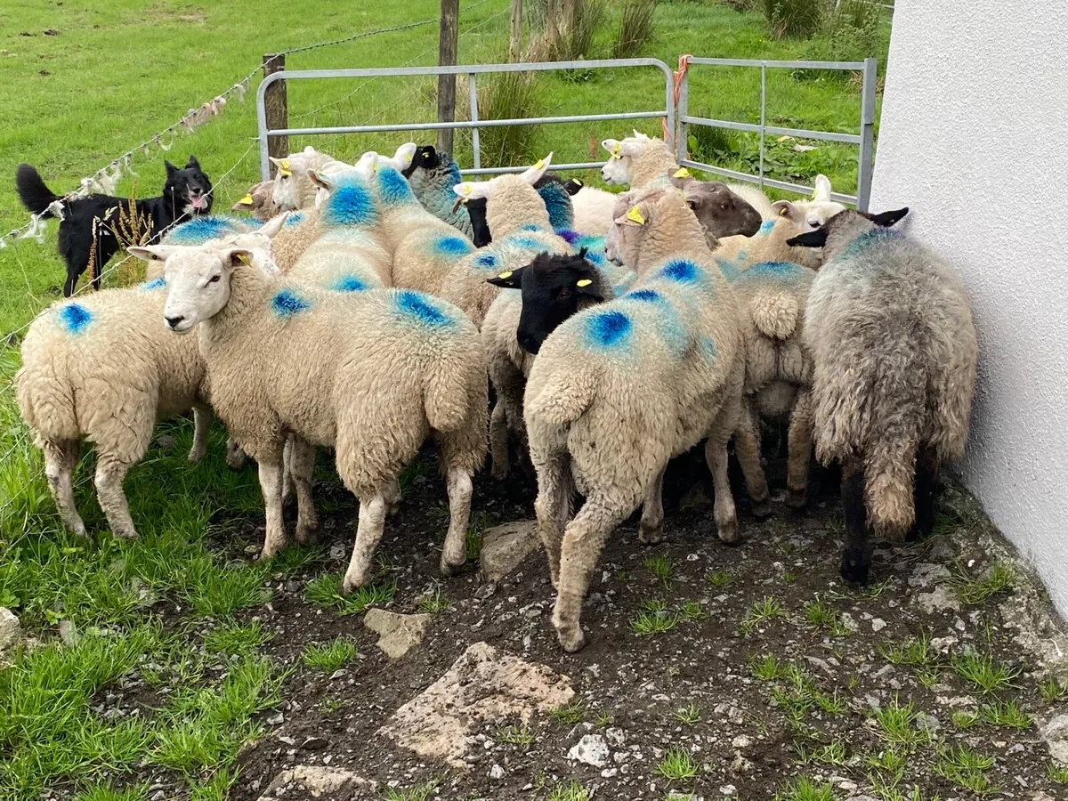 17 Super 35kg Store Lambs - Image 3