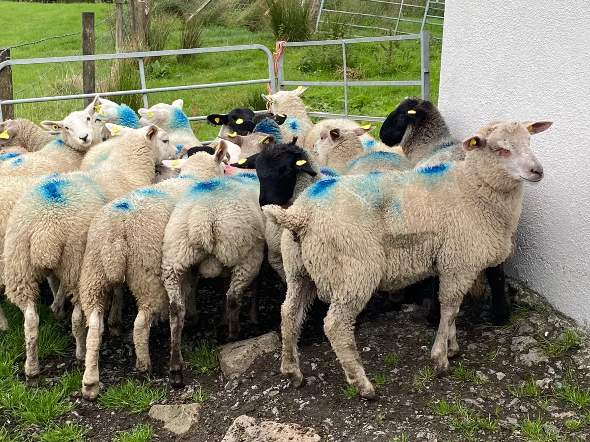 17 Super 35kg Store Lambs - Image 4