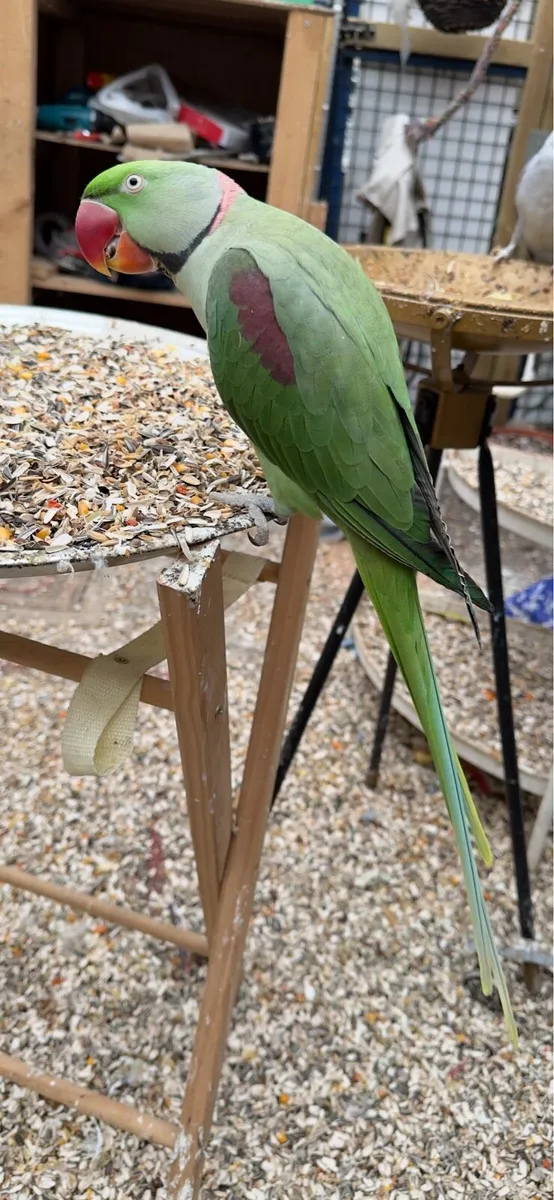 Indian Ringneck - Image 4