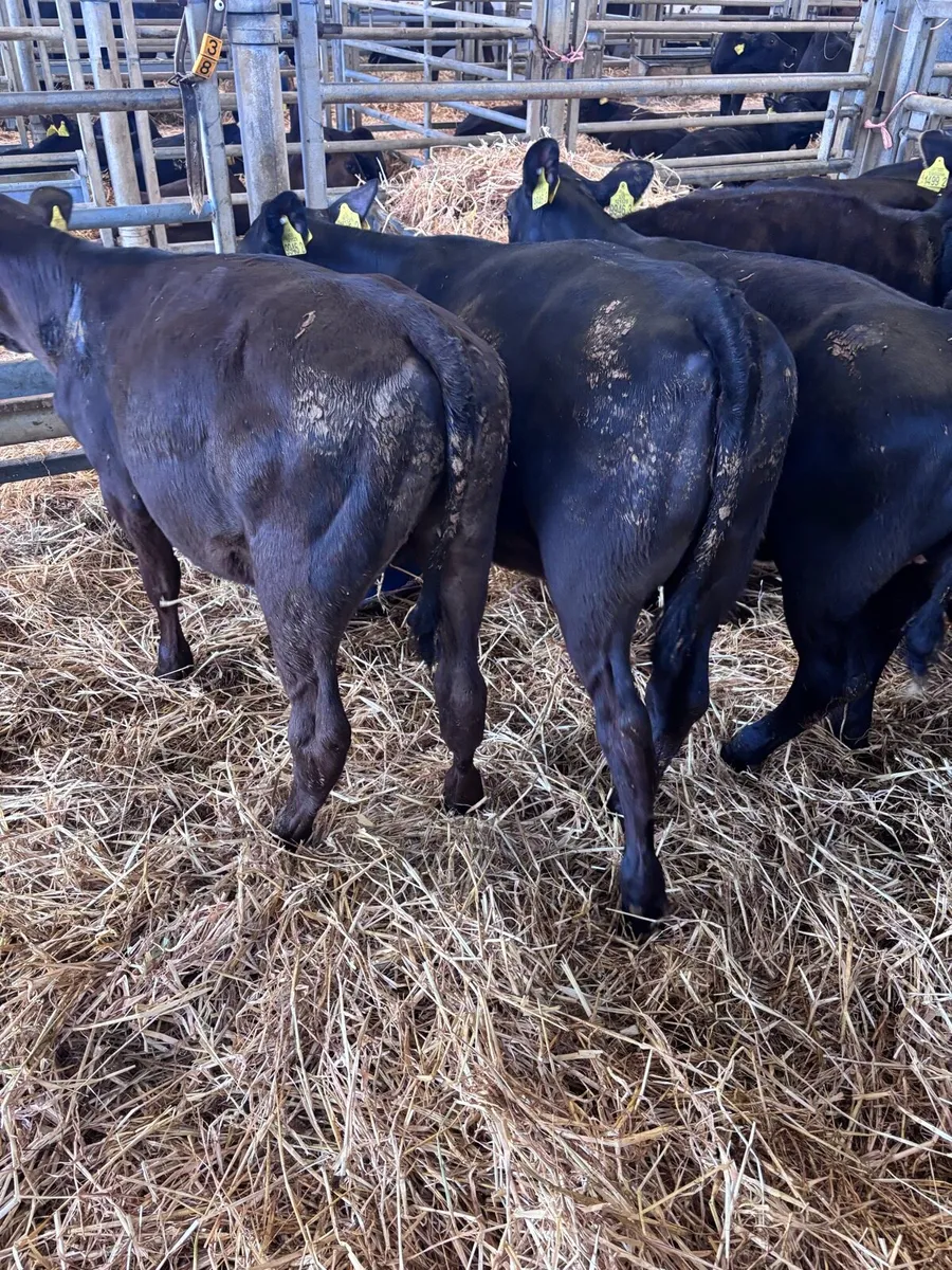 Angus heifers - Image 1