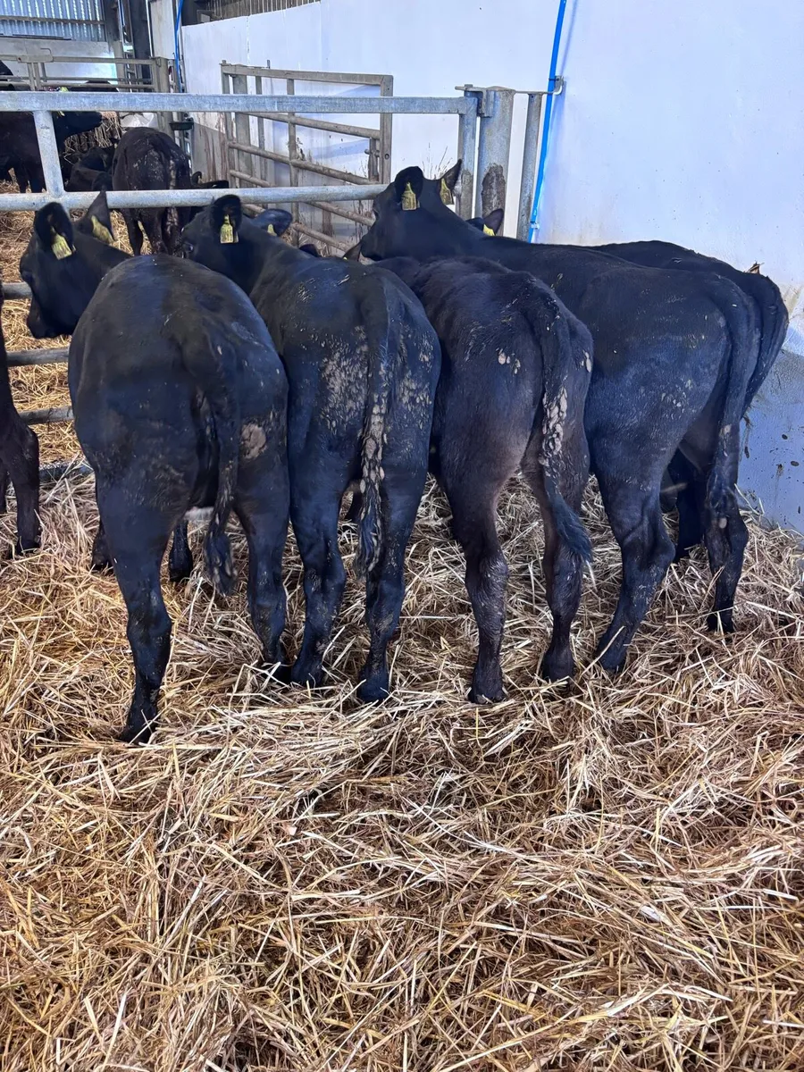 Angus heifers - Image 2