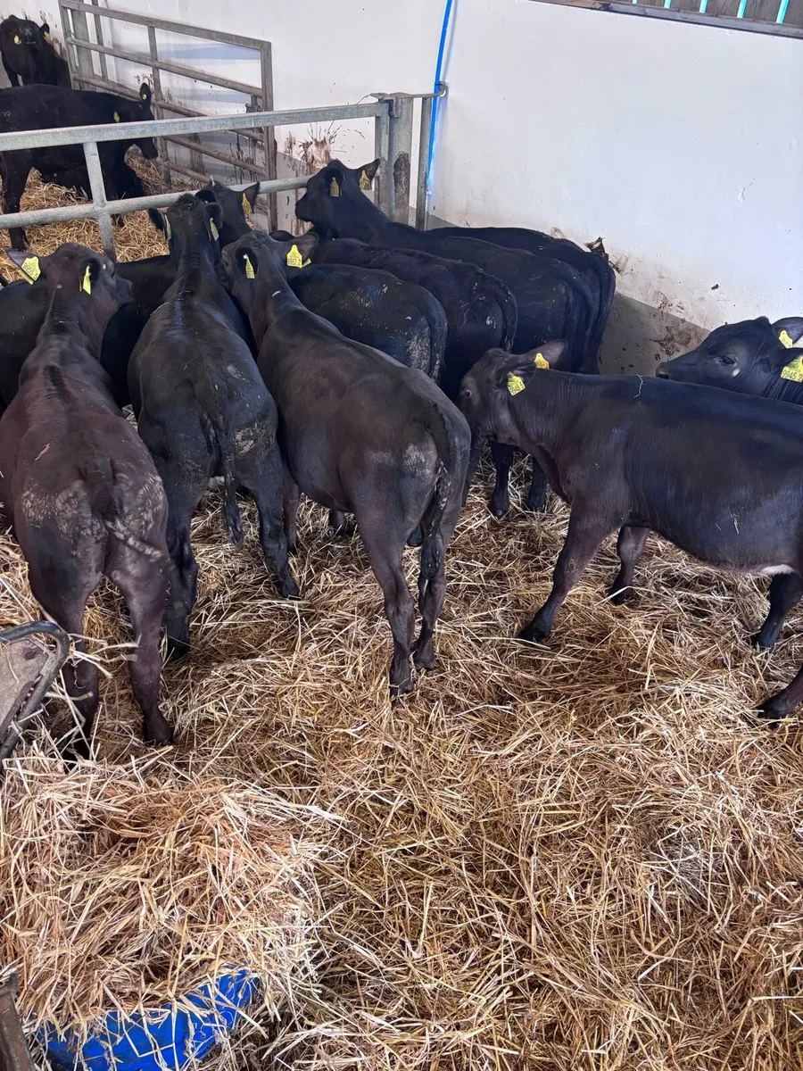 Angus heifers - Image 4