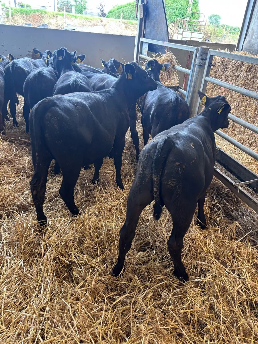 Angus heifers - Image 3