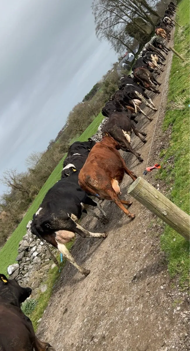 Relief milker available mayo/galway