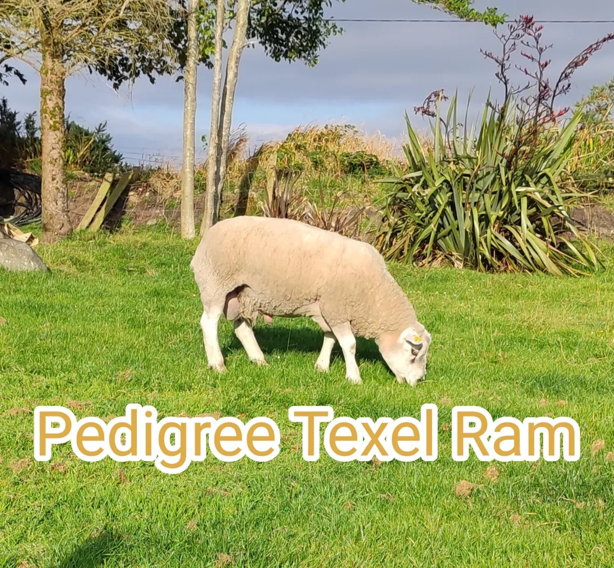 Pedigree Texel Ram, Ewes With Lambs, Ewe Lambs - Image 2
