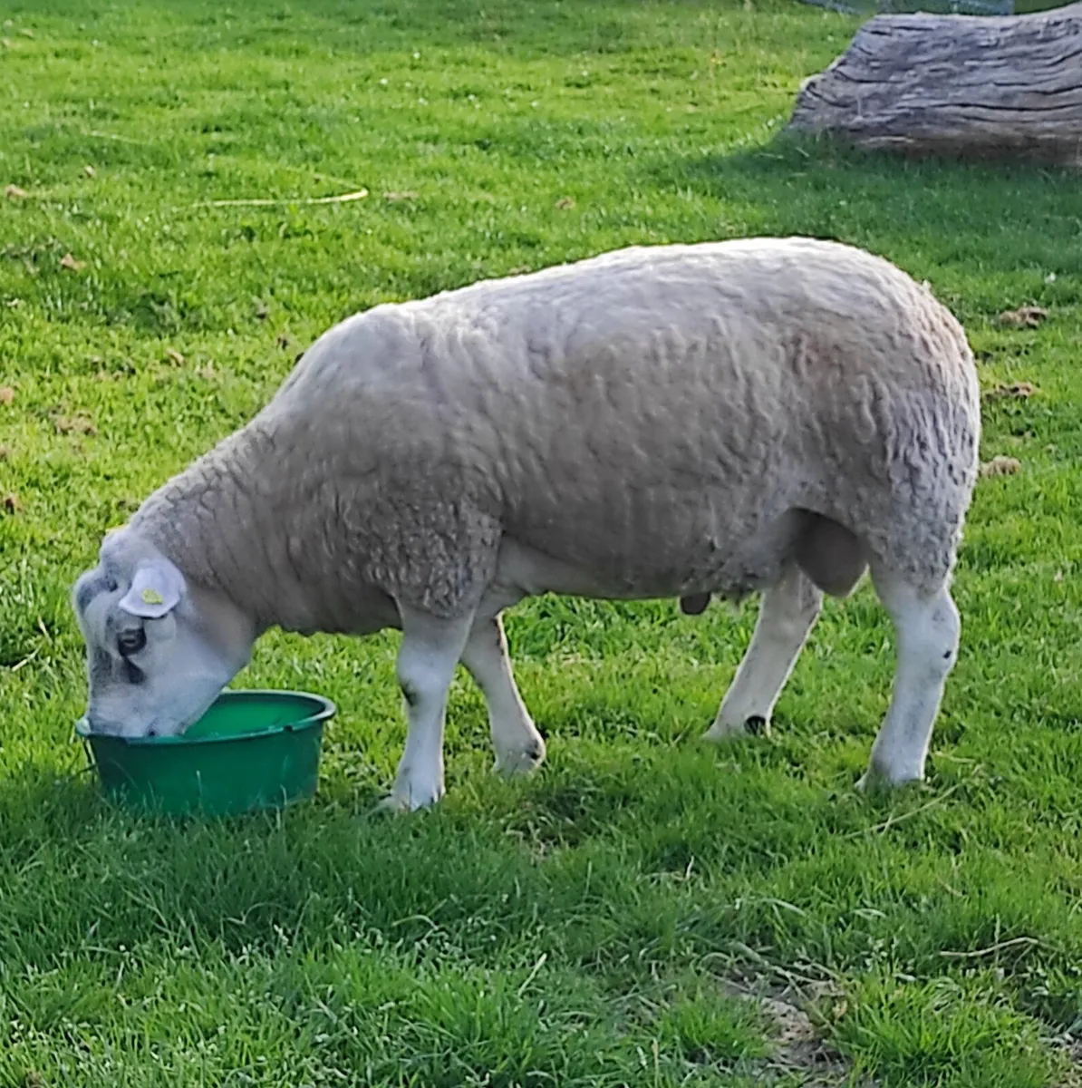 Pedigree Texel Ram, Ewes With Lambs, Ewe Lambs - Image 3