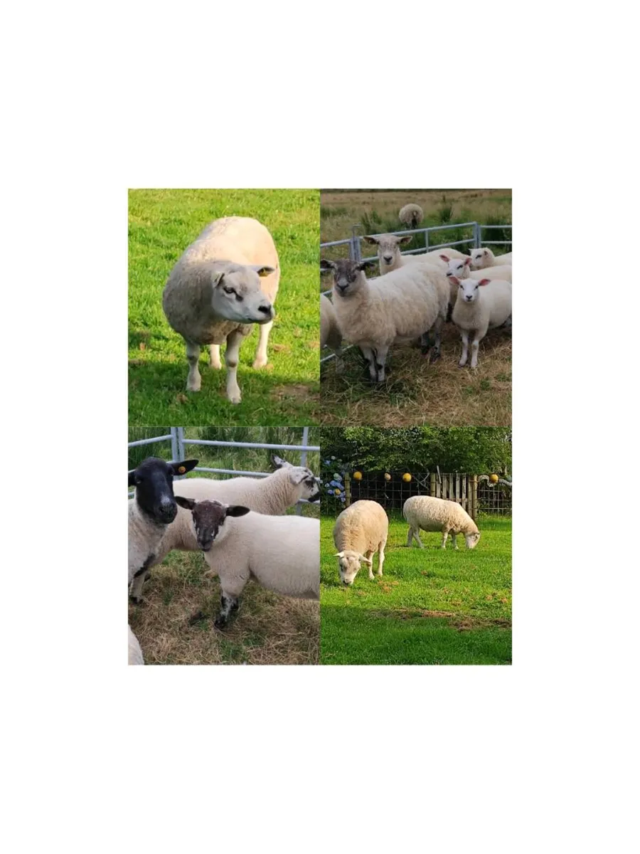 Pedigree Texel Ram, Ewes With Lambs, Ewe Lambs - Image 1