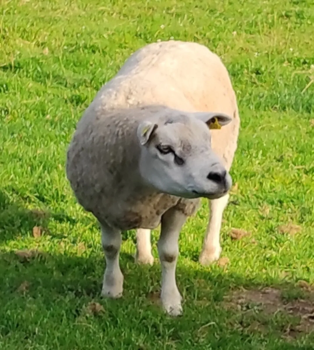 Pedigree Texel Ram, Ewes With Lambs, Ewe Lambs - Image 4