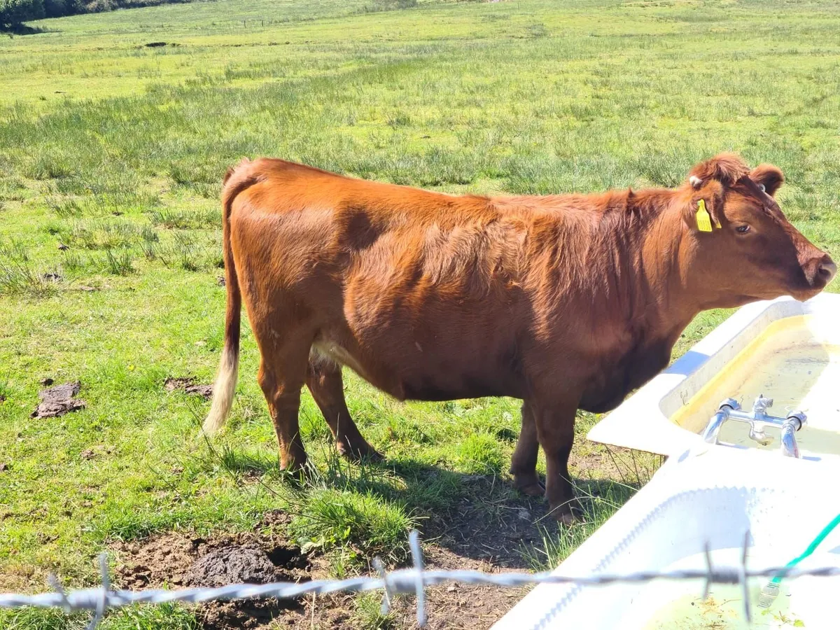 Dexter Cattle - Image 2