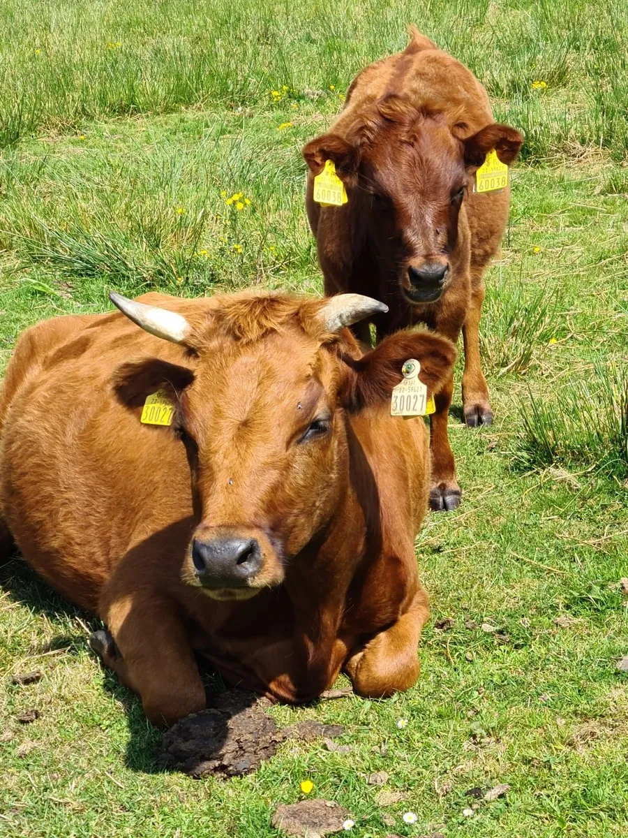Dexter Cattle - Image 3