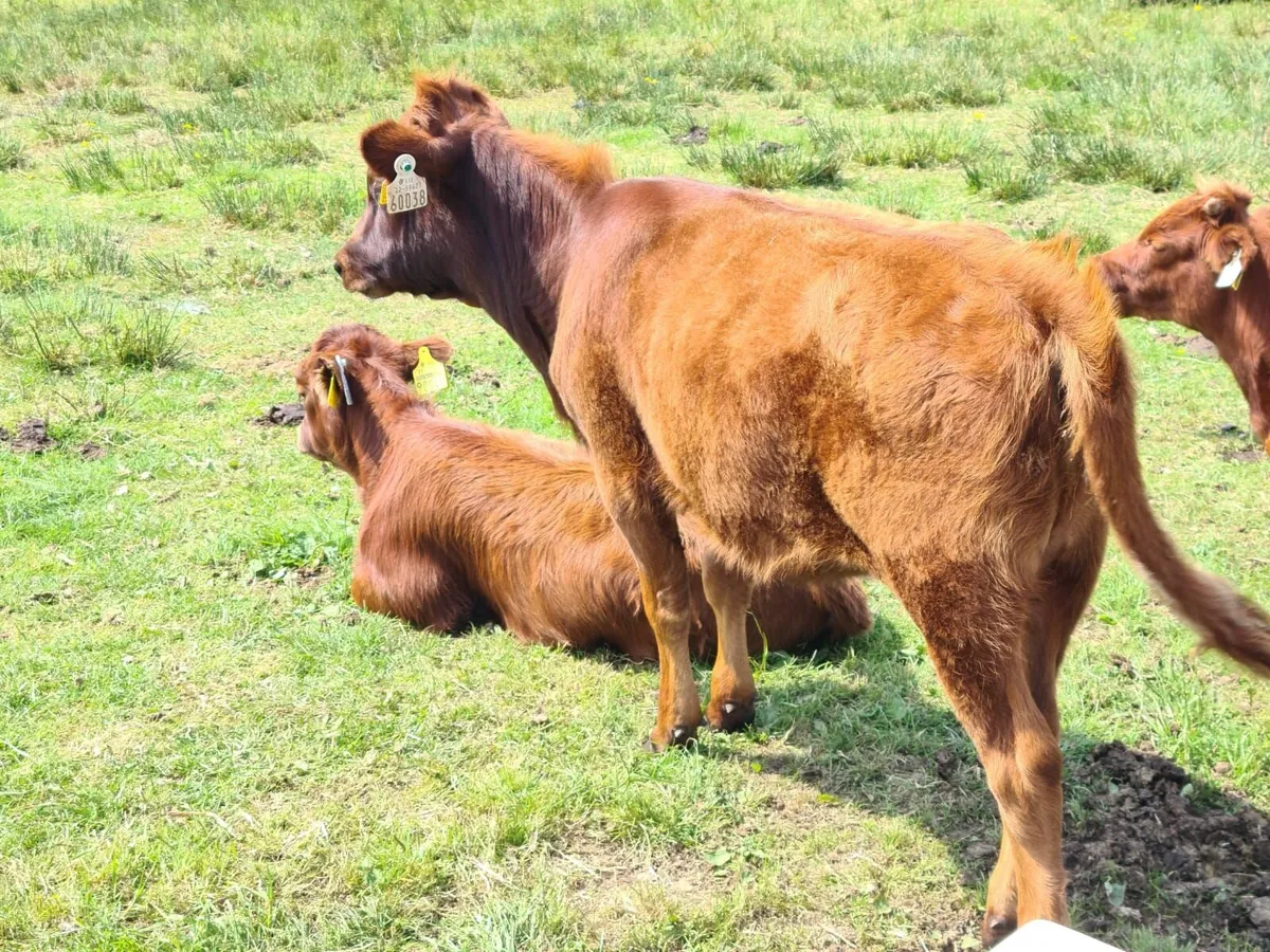Dexter Cattle - Image 4
