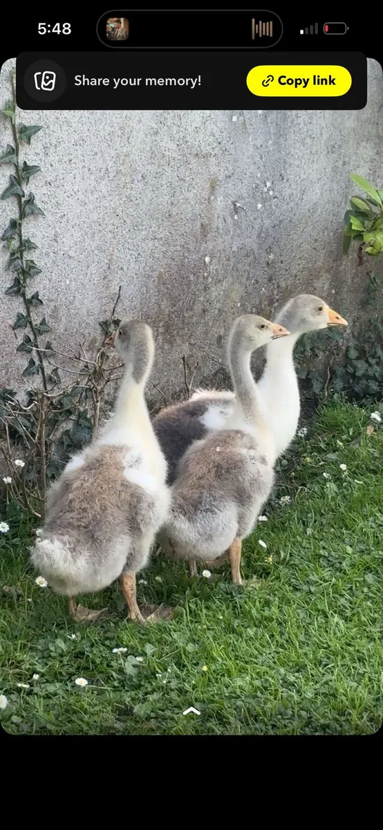 Polish bantam ,muscovy ,geese - Image 4
