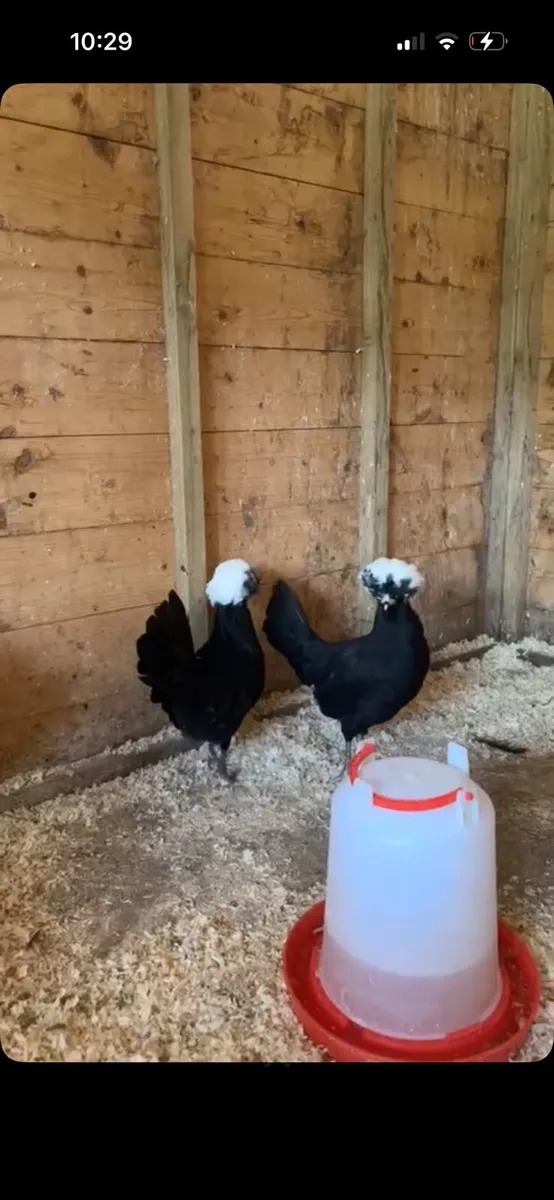Polish bantam ,muscovy ,geese - Image 1