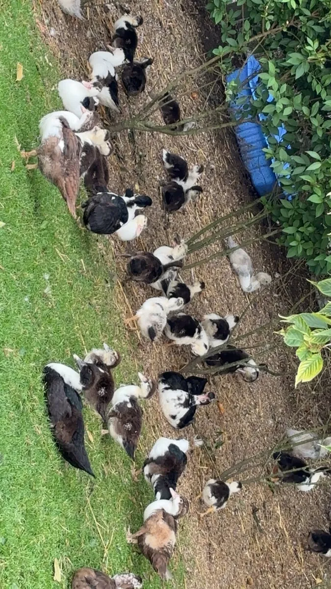 Polish bantam ,muscovy ,geese - Image 2