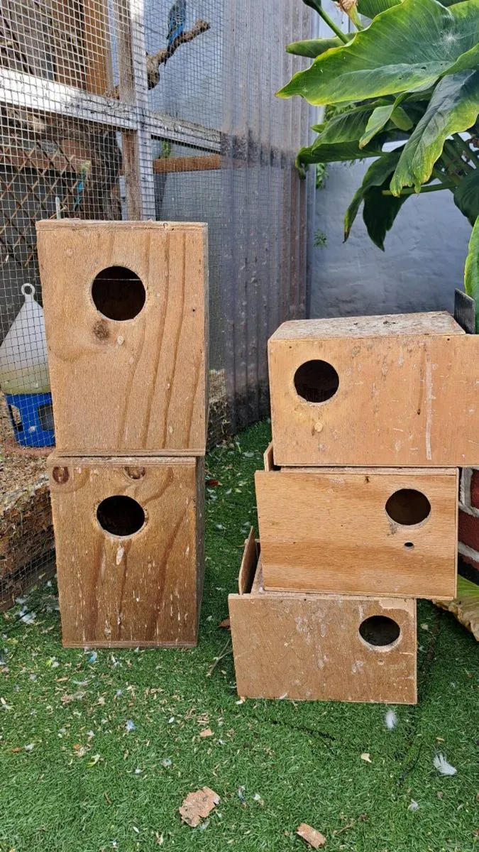 Budgies - Image 3