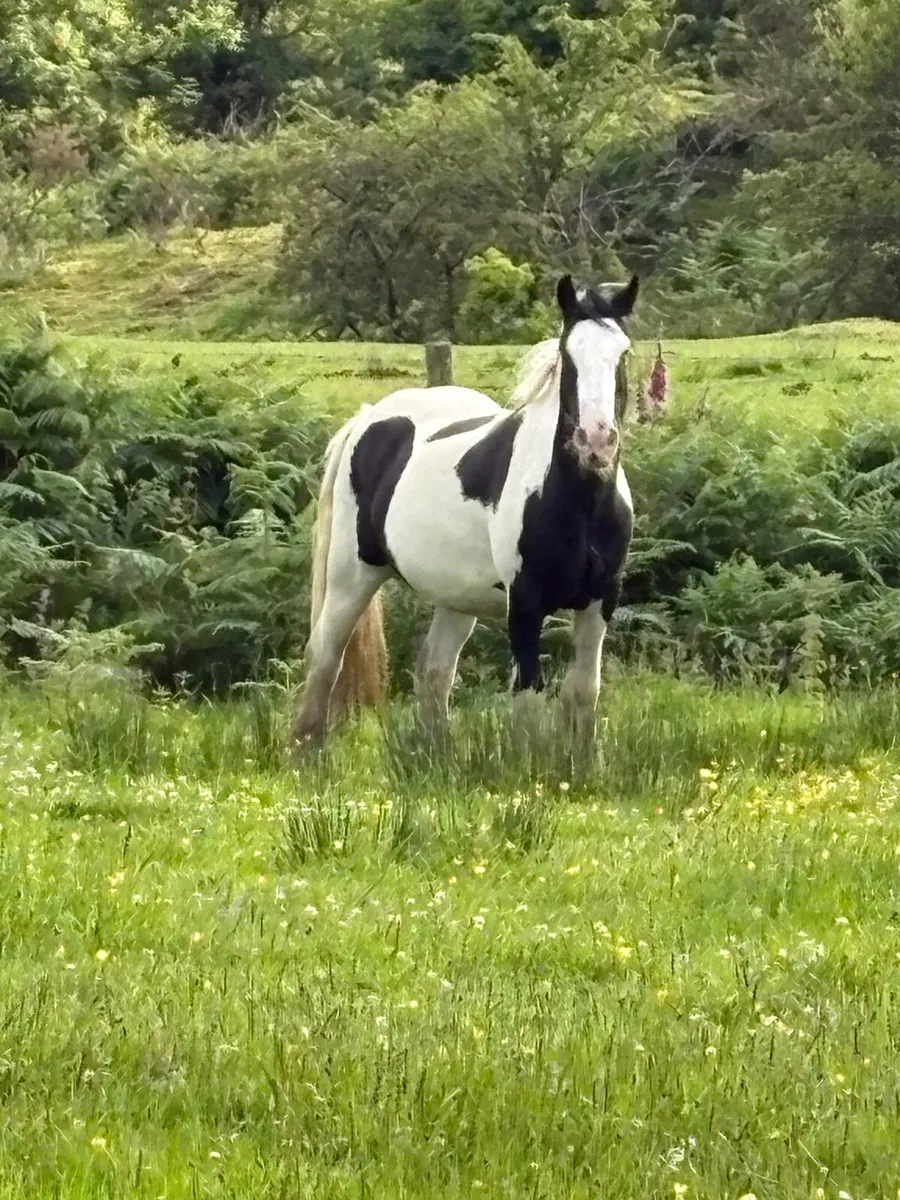 Piebald Mare in foal - Image 1