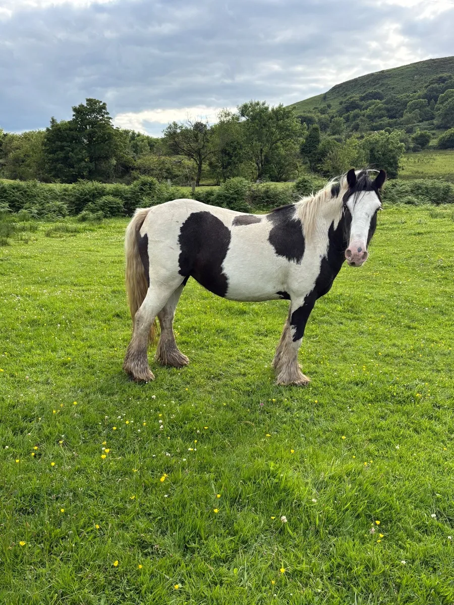 Piebald Mare in foal - Image 2