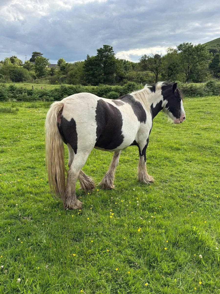 Piebald Mare in foal - Image 3