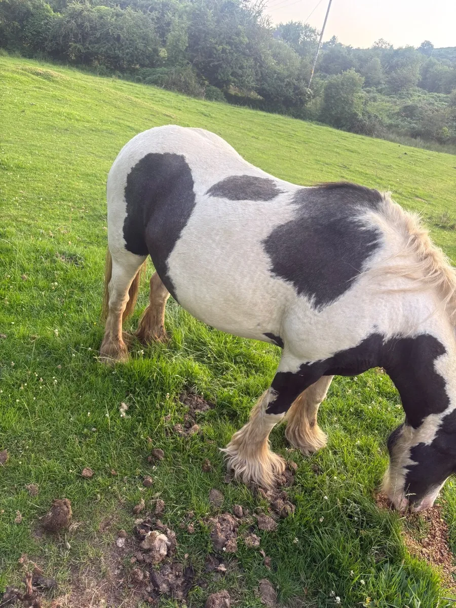Piebald Mare in foal - Image 4