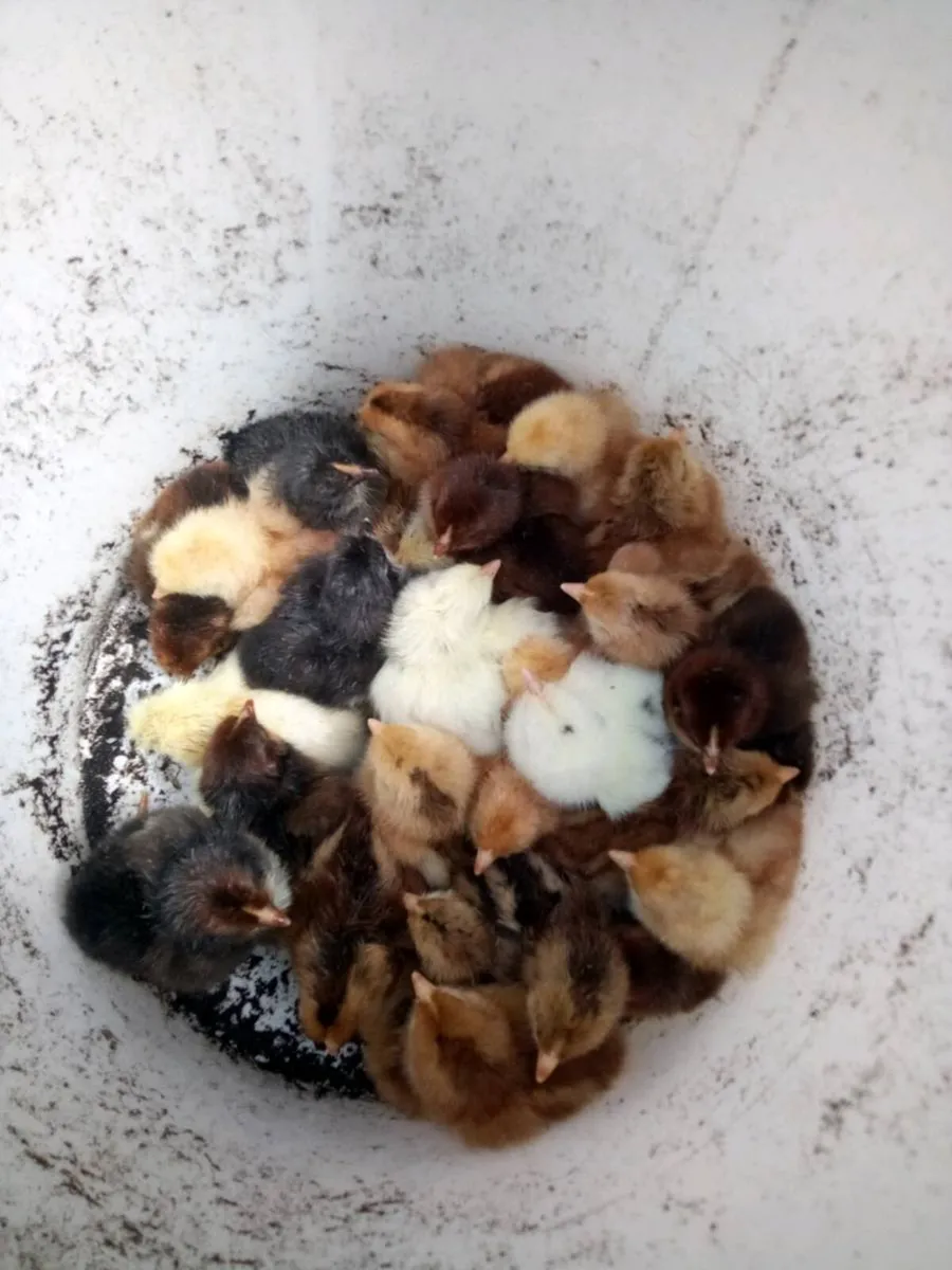Day old chick's - Image 2