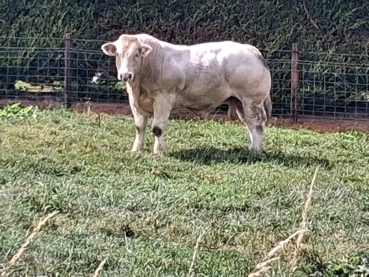 Pedigree Charolais bulls for sale - Image 1