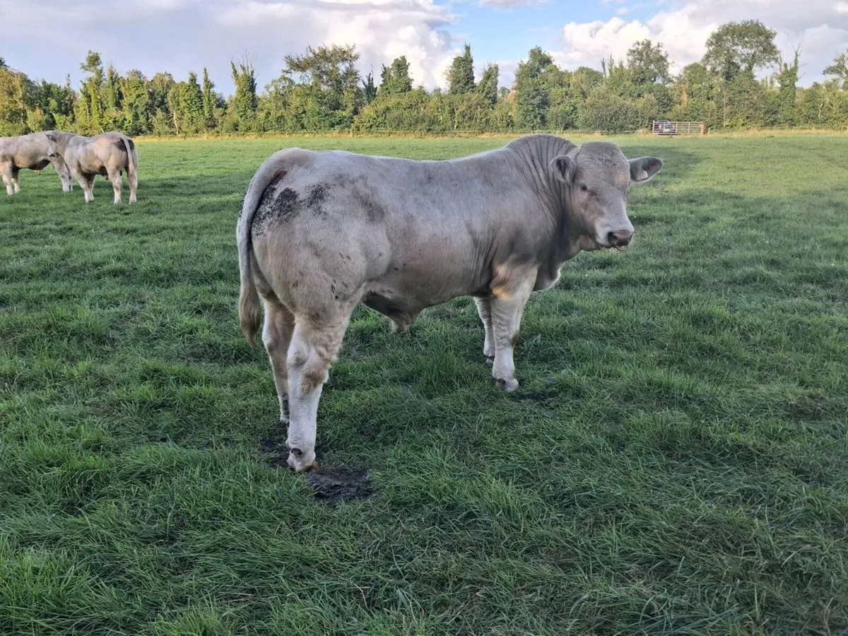 Pedigree Charolais bulls for sale - Image 2