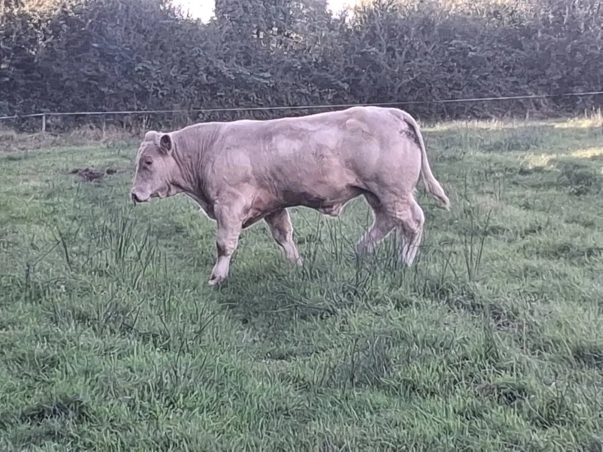 Pedigree Charolais bulls for sale - Image 3