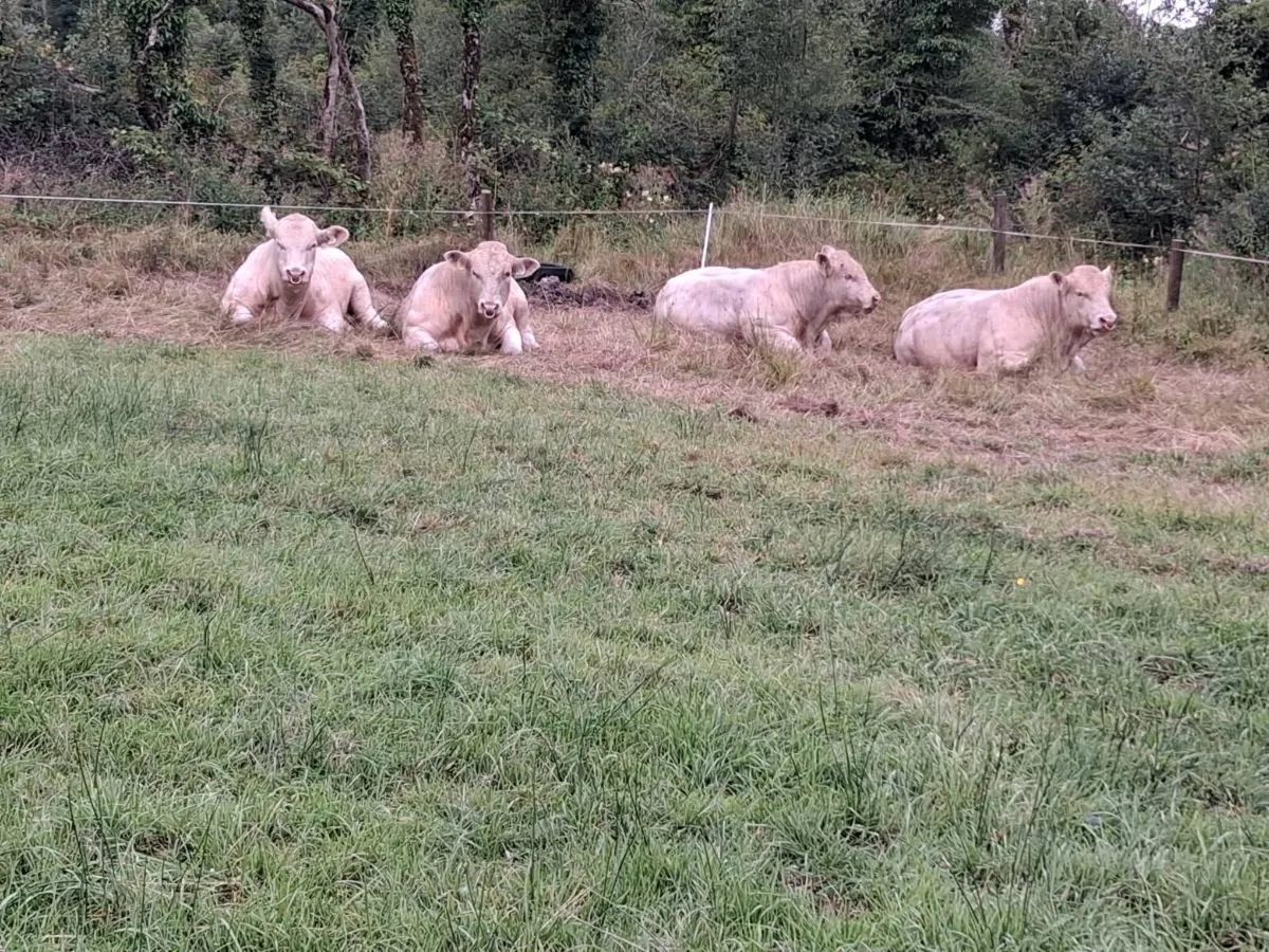 Pedigree Charolais bulls for sale - Image 4