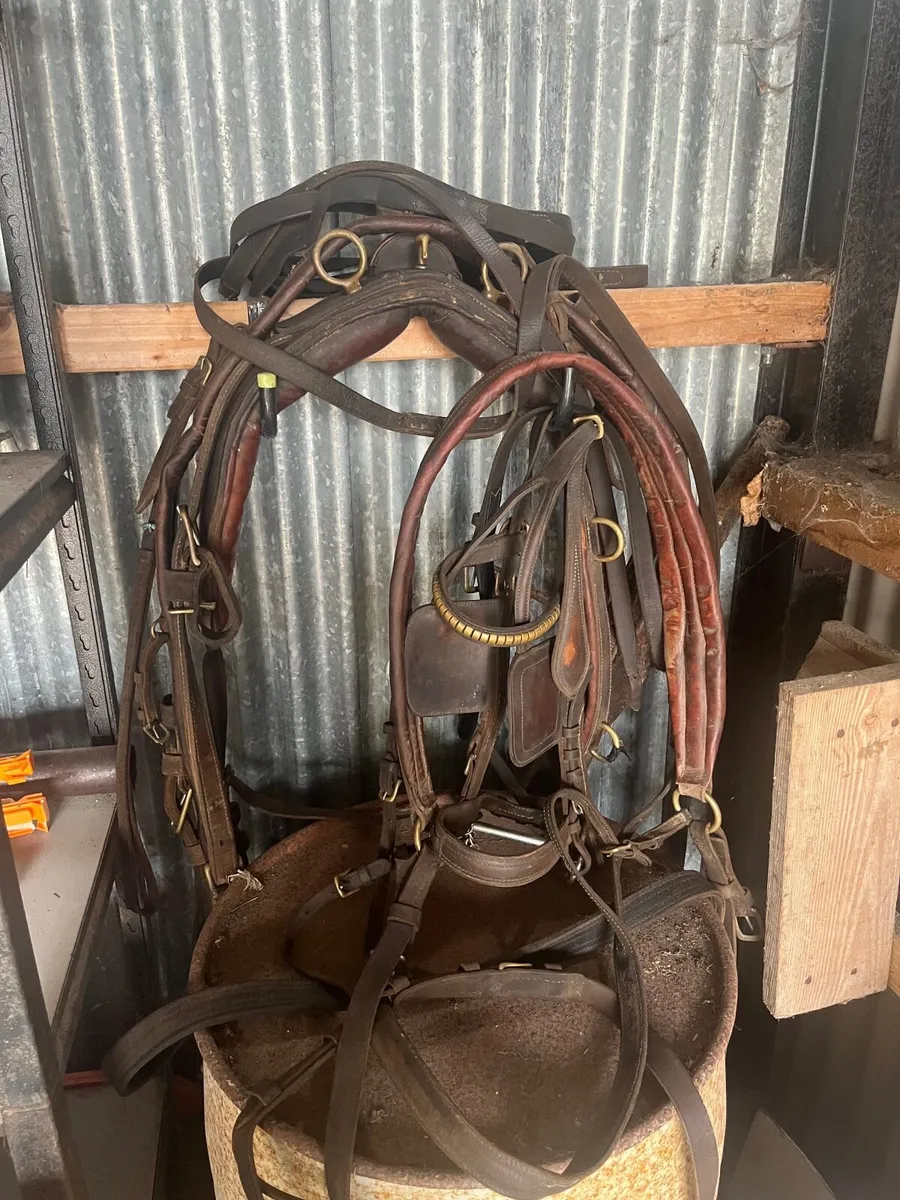 Driving equipment and riding tack - Image 3