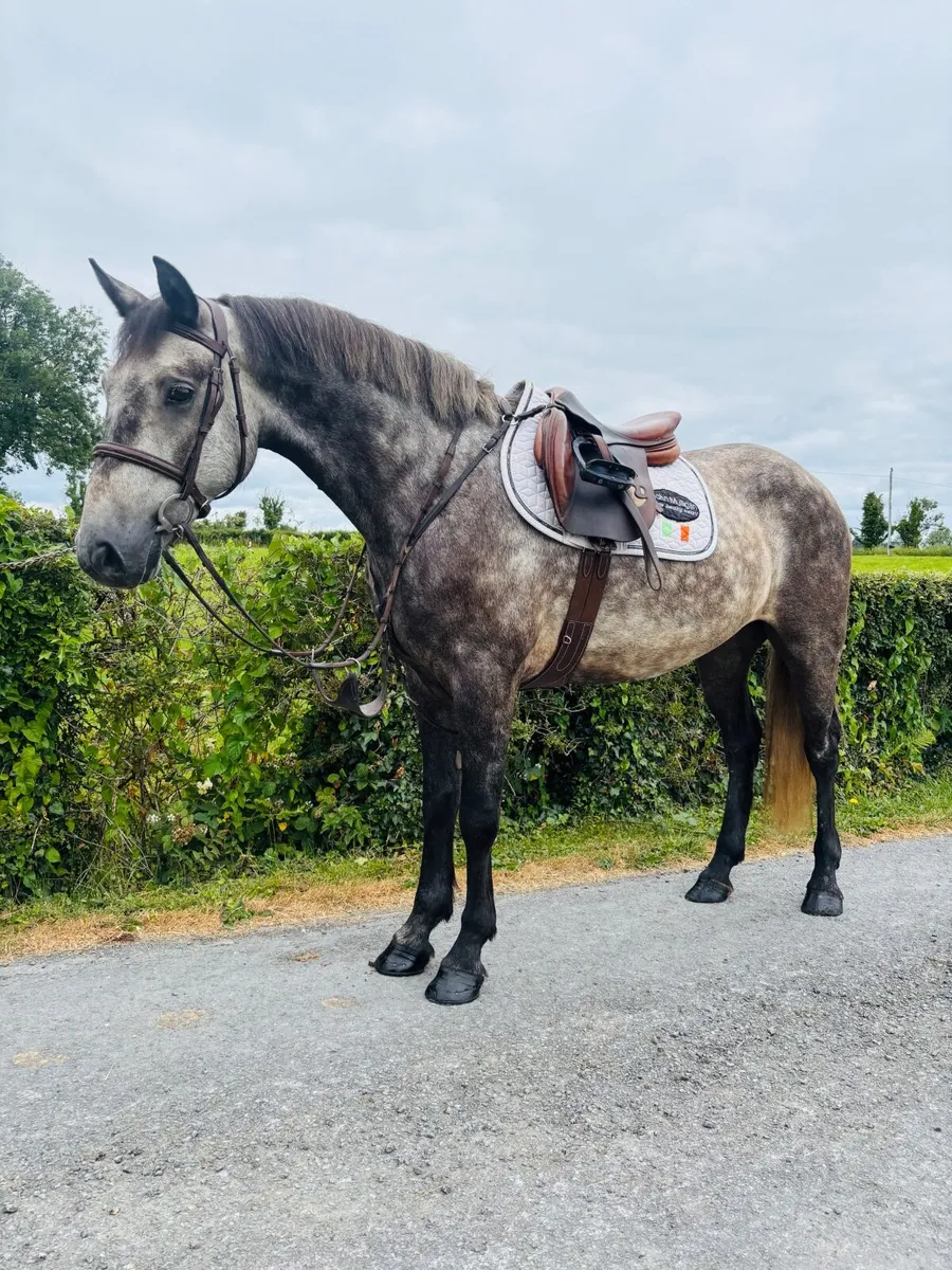 Horse - Image 1
