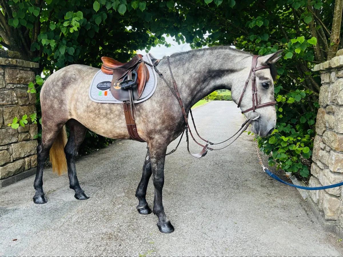 Horse - Image 4