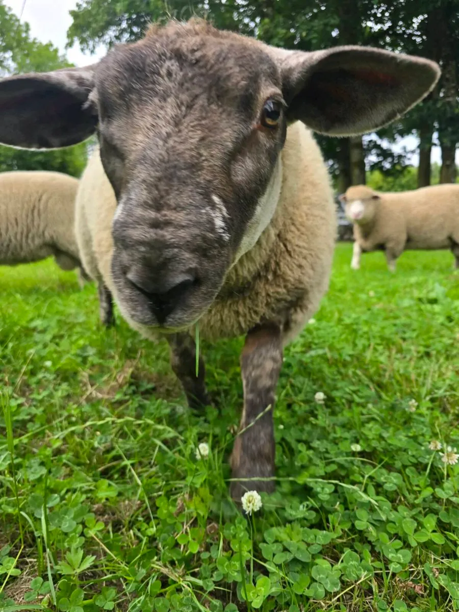 Suftex Tup - Image 4