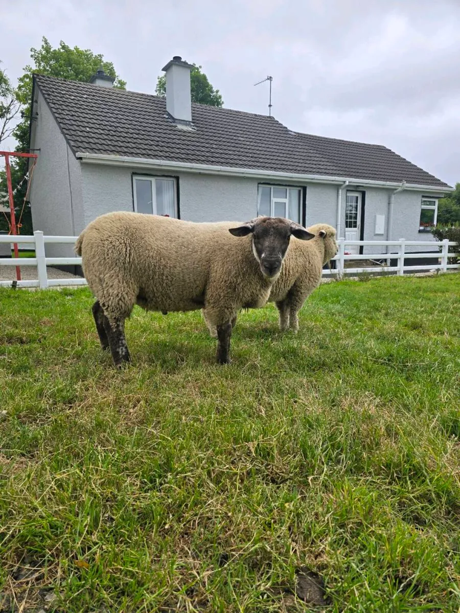 Suftex Tup - Image 2
