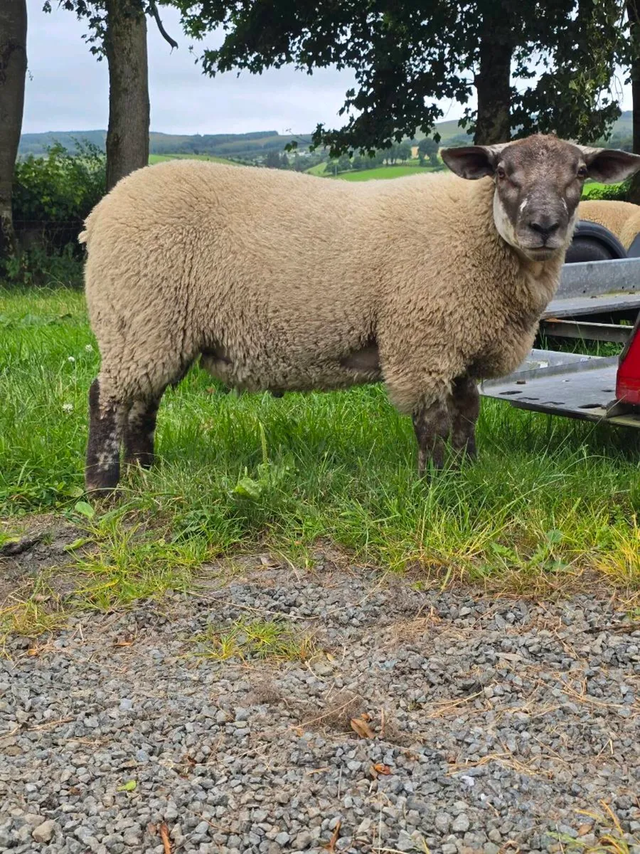 Suftex Tup - Image 1