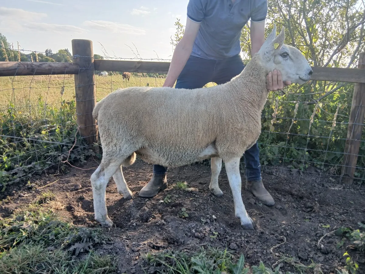 Pedigree border leister ram - Image 1