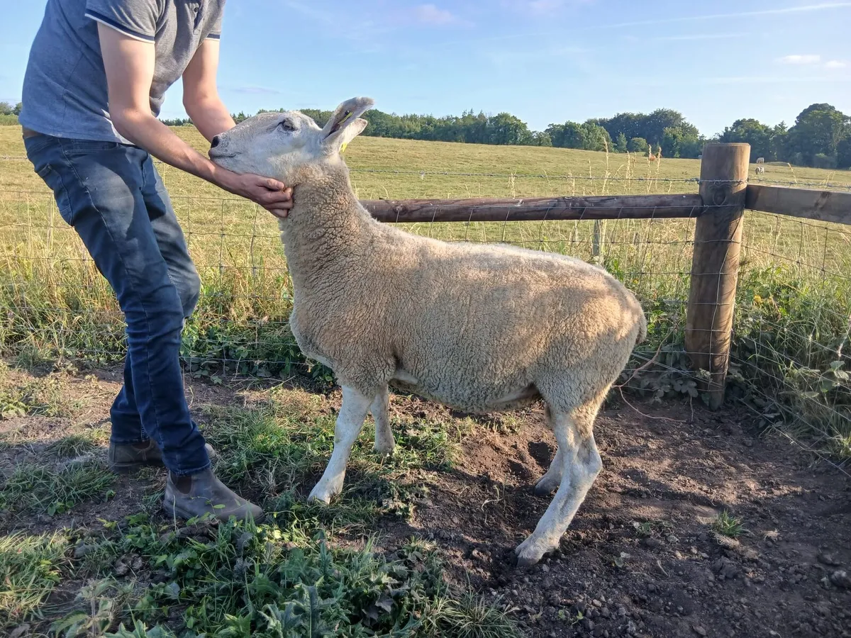 Pedigree border leister ram - Image 2