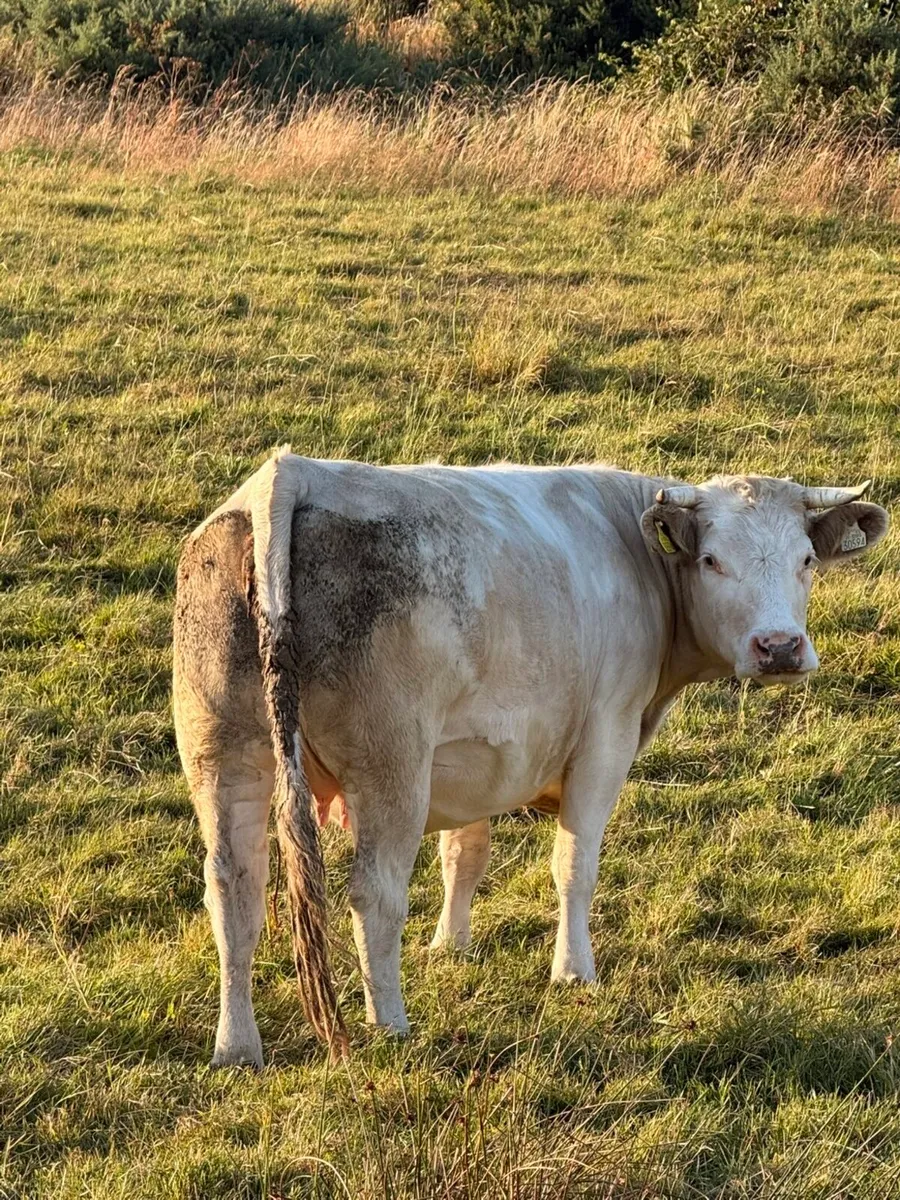In calf sucklers for sale - Image 2