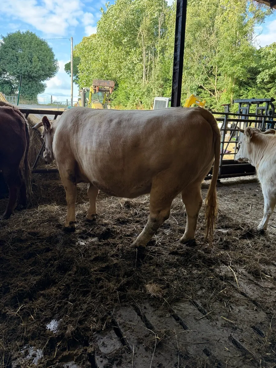 In calf sucklers for sale - Image 3