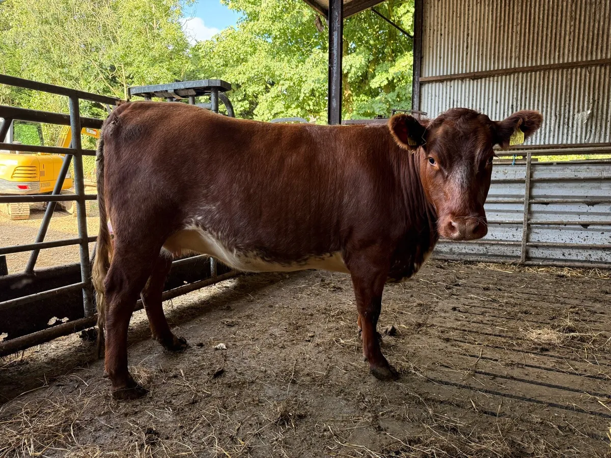 In calf sucklers for sale - Image 4
