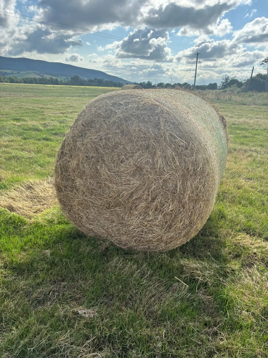 Hay - Image 1