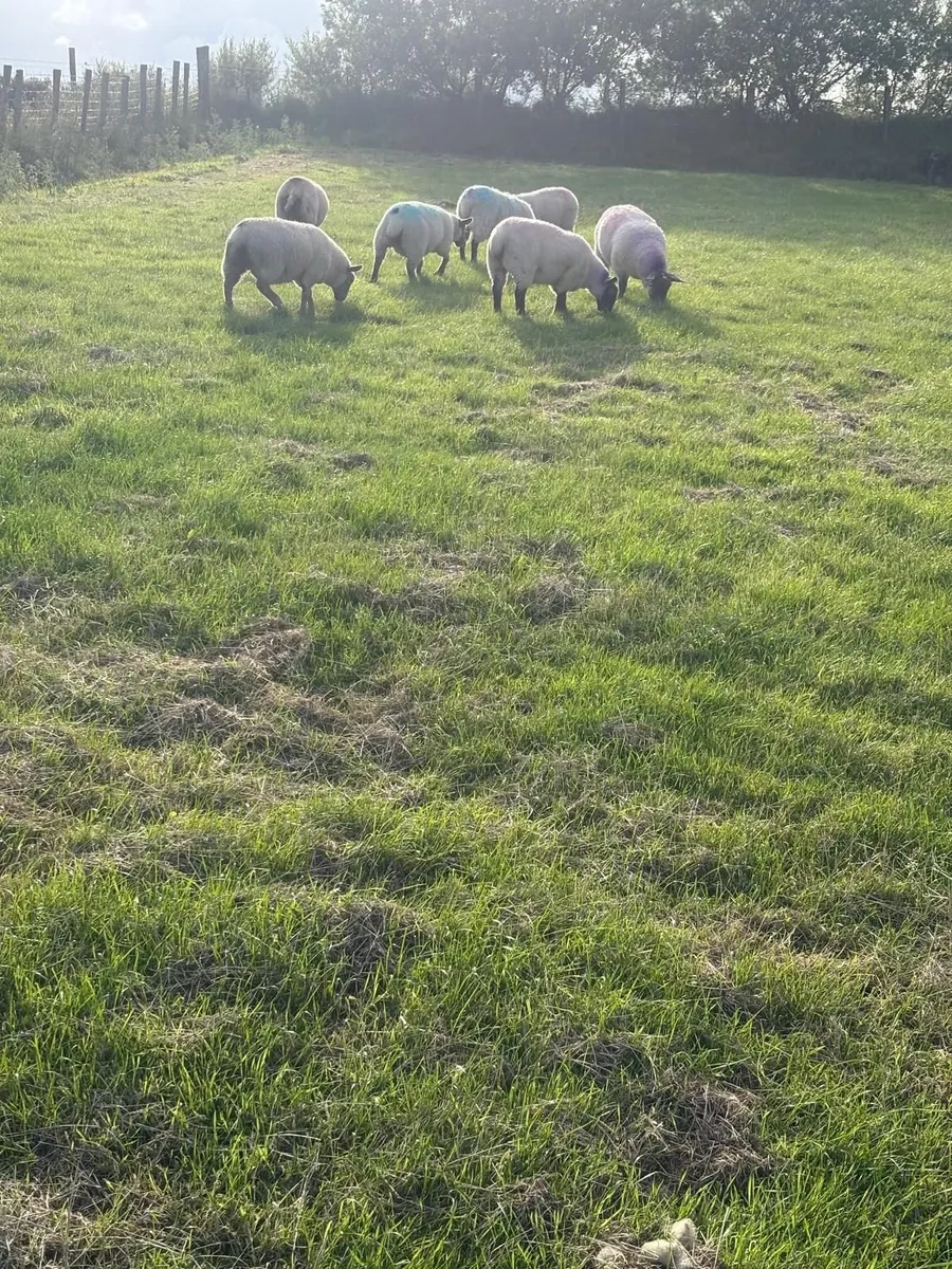 Lambs - Image 4
